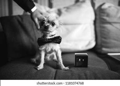beautiful and funny little dog in a bow tie sitting on the couch and looking at the camera, lying next to the wedding ring in a box, touching dressed up puppy behaves like a man
