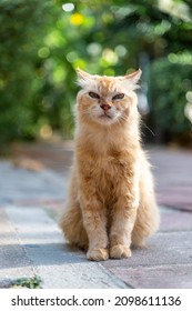 Beautiful Funny Persian Cat Sit On Road With Green Natural Bokeh Background. - Homeless Cat On Phi Phi Island In After Effect Covid