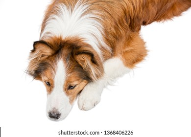 Beautiful Funny Red Dog Lies On The Background And Looks Down. View From Above. The Background Is Isolated.