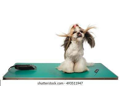 Beautiful Funny Shih-tzu Dog At The Groomer Table With Comb And Razor With Wind In It's Hair - Isolated On White