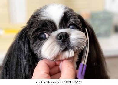 Beautiful funny shih-tzu dog at the groomer's table in the studio. Best fashion style of the professional groomer.