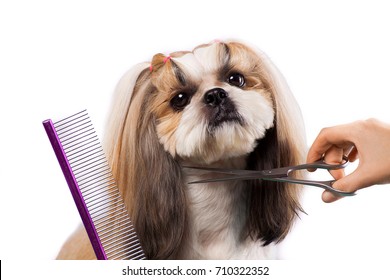 Beautiful Funny Shih-tzu Dog At The Groomer's Table In The Studio Preparing For The Dog Show - Isolated On White. Best Fashion Style Of The Professional Groomer Care.