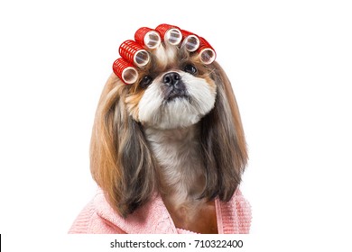 Beautiful Funny Shih-tzu Dog At The Groomer's Table In The Studio Preparing For The Dog Show - Isolated On White. Best Fashion Style Of The Professional Groomer Care.