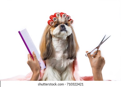 Beautiful Funny Shih-tzu Dog At The Groomer's Table In The Studio Preparing For The Dog Show - Isolated On White. Best Fashion Style Of The Professional Groomer Care.