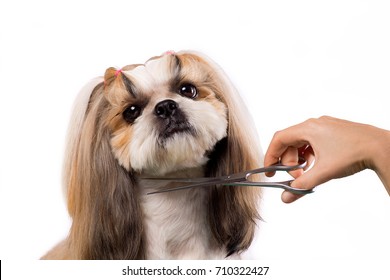 Beautiful funny shih-tzu dog at the groomer's table in the studio preparing for the dog show - isolated on white. Best fashion style of the professional groomer care.