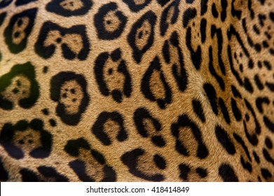 Beautiful Fur Pattern Of A Jaguar.