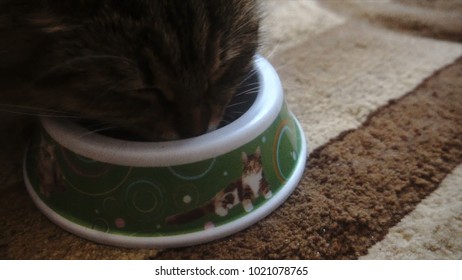 Beautiful Furry Cat Eating From A Bowl, Slow Motion.