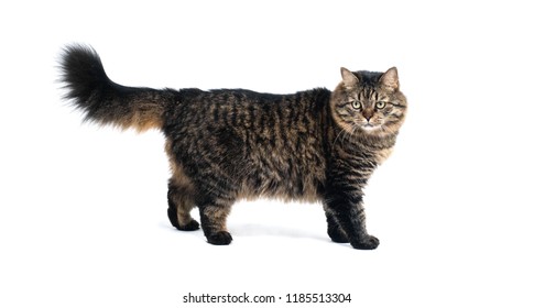 Beautiful Furry Cat Stripes Bushy Tail Stock Photo 1185513304 ...