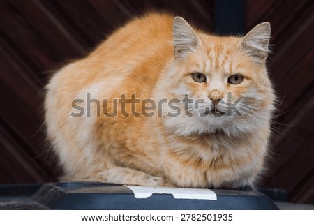 A Beautiful Furry Orange-Haired Tomcat is Resting on a Plastic Garbage Bin in a Courtyard