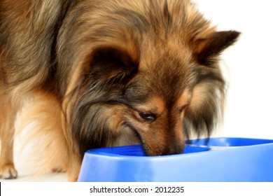 Beautiful Furry Purebred Shetland Sheepdog (Sheltie) Eating Dog Food