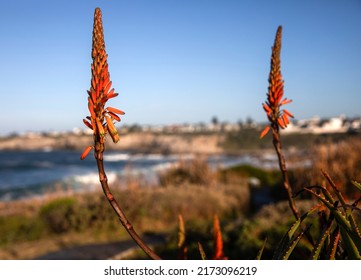 Beautiful Fynbos Flower In The South African City Of Hermanus, This Flower Is Typical Of This Part Of Africa Also Known As The Whale Coast, Because It Is One Of The Best Places To See These Animals.