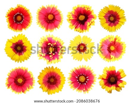 Beautiful gaillardia flowers set isolated on white background. Natural floral background. Floral design element