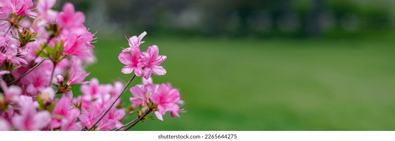 Beautiful Garden with blooming trees and bushes during spring time, England, Wales, UK, early spring flowering azalea shrubs, banner size - Shutterstock ID 2265644275