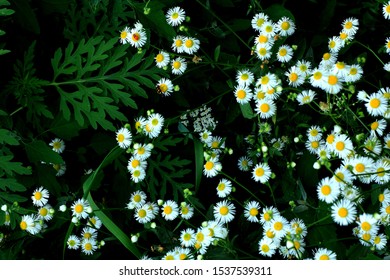 Beautiful Garden Chamomile Flowering Plants In Grass Camomile Flowers