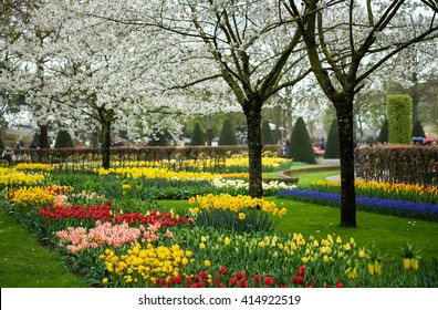beautiful garden of colorful flowers in spring (Keukenhof, The Netherlands)