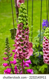 Beautiful garden decoration, a flower replica made of ceramic, (pink lupine replica). - Shutterstock ID 2232145911