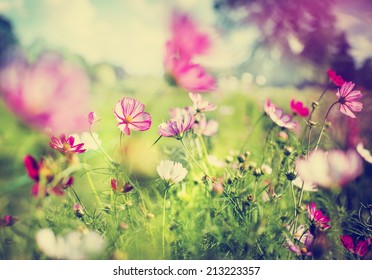 beautiful garden flowers