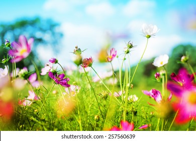 Beautiful Garden Flowers