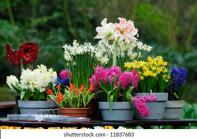 beautiful garden flowers in spring