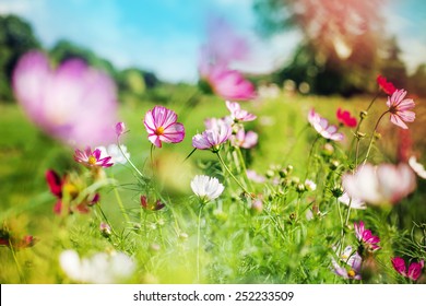 beautiful garden flowers/ summer flower background