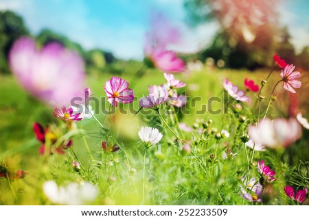 beautiful garden flowers/ summer flower background