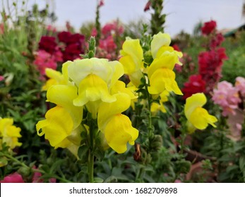 Snapdragon の画像 写真素材 ベクター画像 Shutterstock