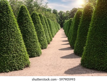 beautiful-garden-green-hedges-trees-260n