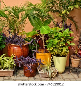 Beautiful Garden. Green Plants In Pots. Nice Patio. 