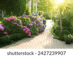 Beautiful garden with hydrangeas. Aesthetic path near the house. Blue, pink hydrangea flowers are blooming in summer in town garden heads in the sunlight