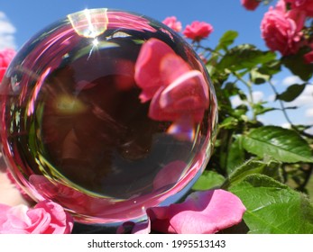 beautiful garden with lots of flowers photographed through a glass ball