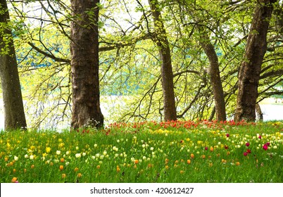 Beautiful garden with old trees and spring flowers