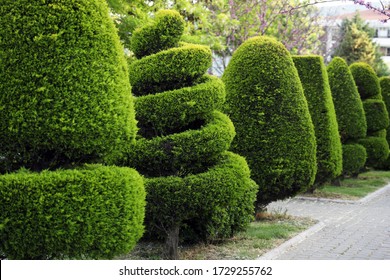 Beautiful garden park with green hedges with trees