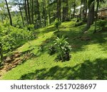 Beautiful Garden, Pine Trees, Scenic View, Lush Greenery, Vibrant Flowers, Tranquil Setting, Serene Atmosphere, Nature Beauty, Outdoor Retreat, Picturesque Landscape, Peaceful Garden, Garden Design