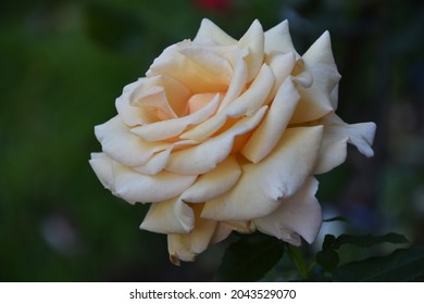 A beautiful garden rose with a blurred out dark background 