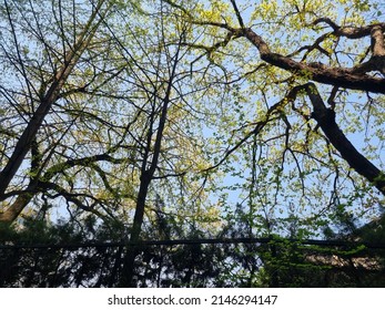 The Beautiful Garden Of Severance Hospital