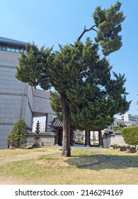 The Beautiful Garden Of Severance Hospital