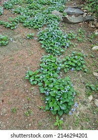 The Beautiful Garden Of Severance Hospital