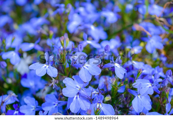 Beautiful Garden Small Bright Blue Flowers Stock Photo (Edit Now ...