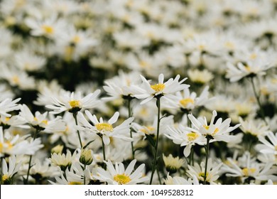 Beautiful garden white daisy flowers ( Cuc hoa mi) at Nhat tan, Ha Noi, Vietnam. Daisy is the featured flower in the transition of autumn and winter.