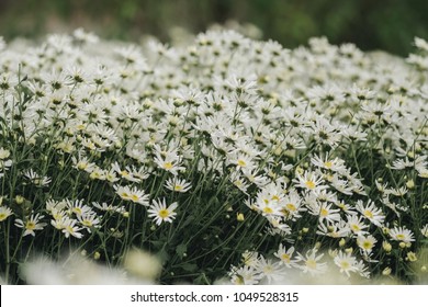 Beautiful garden white daisy flowers ( Cuc hoa mi) at Nhat tan, Ha Noi, Vietnam. Daisy is the featured flower in the transition of autumn and winter.