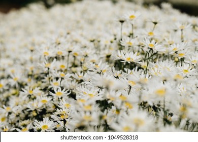 Beautiful garden white daisy flowers ( Cuc hoa mi) at Nhat tan, Ha Noi, Vietnam. Daisy is the featured flower in the transition of autumn and winter.