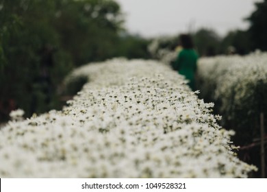 Beautiful garden white daisy flowers ( Cuc hoa mi) at Nhat tan, Ha Noi, Vietnam. Daisy is the featured flower in the transition of autumn and winter.