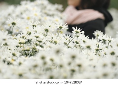 Beautiful garden white daisy flowers ( Cuc hoa mi) at Nhat tan, Ha Noi, Vietnam. Daisy is the featured flower in the transition of autumn and winter.