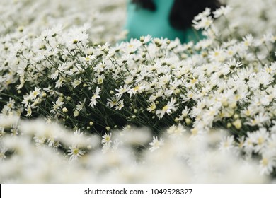 Beautiful garden white daisy flowers ( Cuc hoa mi) at Nhat tan, Ha Noi, Vietnam. Daisy is the featured flower in the transition of autumn and winter.