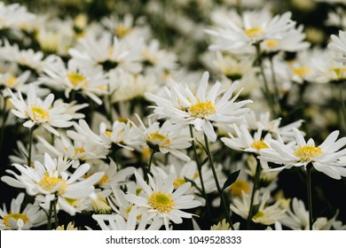 Beautiful garden white daisy flowers ( Cuc hoa mi) at Nhat tan, Ha Noi, Vietnam. Daisy is the featured flower in the transition of autumn and winter.
