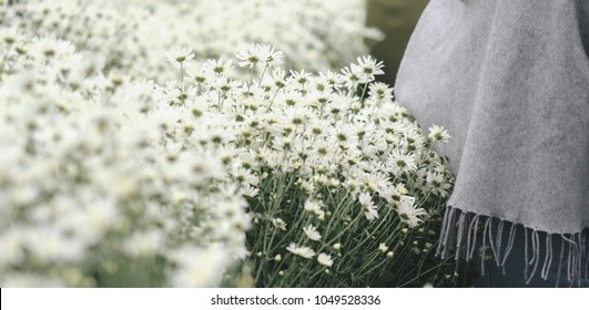 Beautiful garden white daisy flowers ( Cuc hoa mi) at Nhat tan, Ha Noi, Vietnam. Daisy is the featured flower in the transition of autumn and winter.
