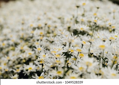 Beautiful garden white daisy flowers ( Cuc hoa mi) at Nhat tan, Ha Noi, Vietnam. Daisy is the featured flower in the transition of autumn and winter.