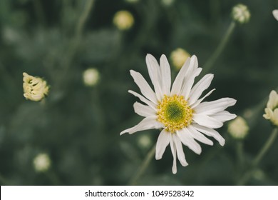 Beautiful garden white daisy flowers ( Cuc hoa mi) at Nhat tan, Ha Noi, Vietnam. Daisy is the featured flower in the transition of autumn and winter.