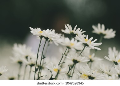 Beautiful garden white daisy flowers ( Cuc hoa mi) at Nhat tan, Ha Noi, Vietnam. Daisy is the featured flower in the transition of autumn and winter.