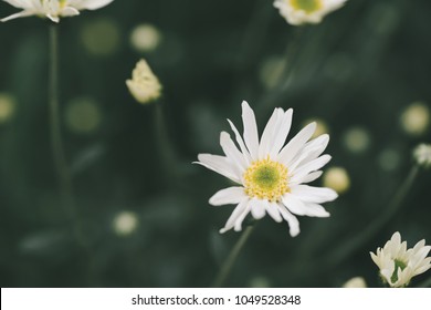 Beautiful garden white daisy flowers ( Cuc hoa mi) at Nhat tan, Ha Noi, Vietnam. Daisy is the featured flower in the transition of autumn and winter.